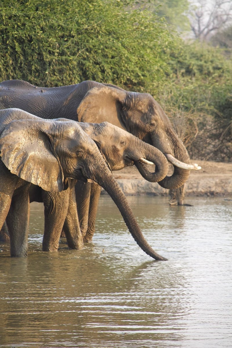 Safari Thrills